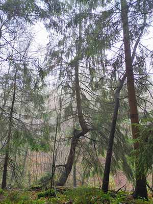Foggy forest scene, slender trees