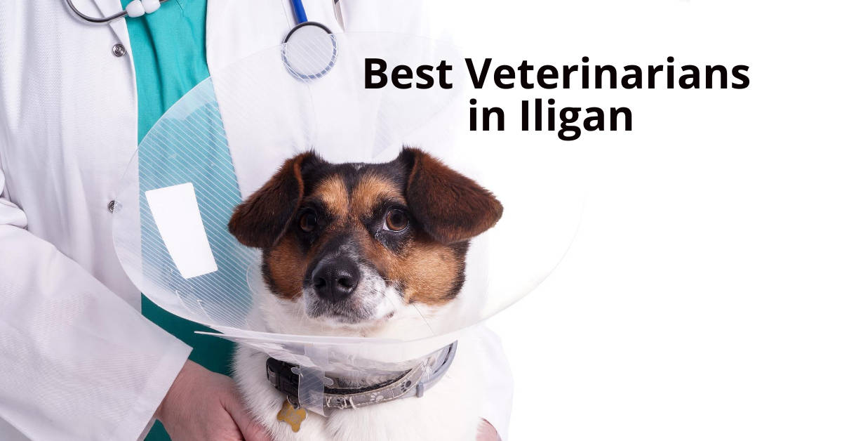Vet sa puting amerikana hawak ng isang aso sa cone, showcasing Best Veterinarians sa Iligan City.