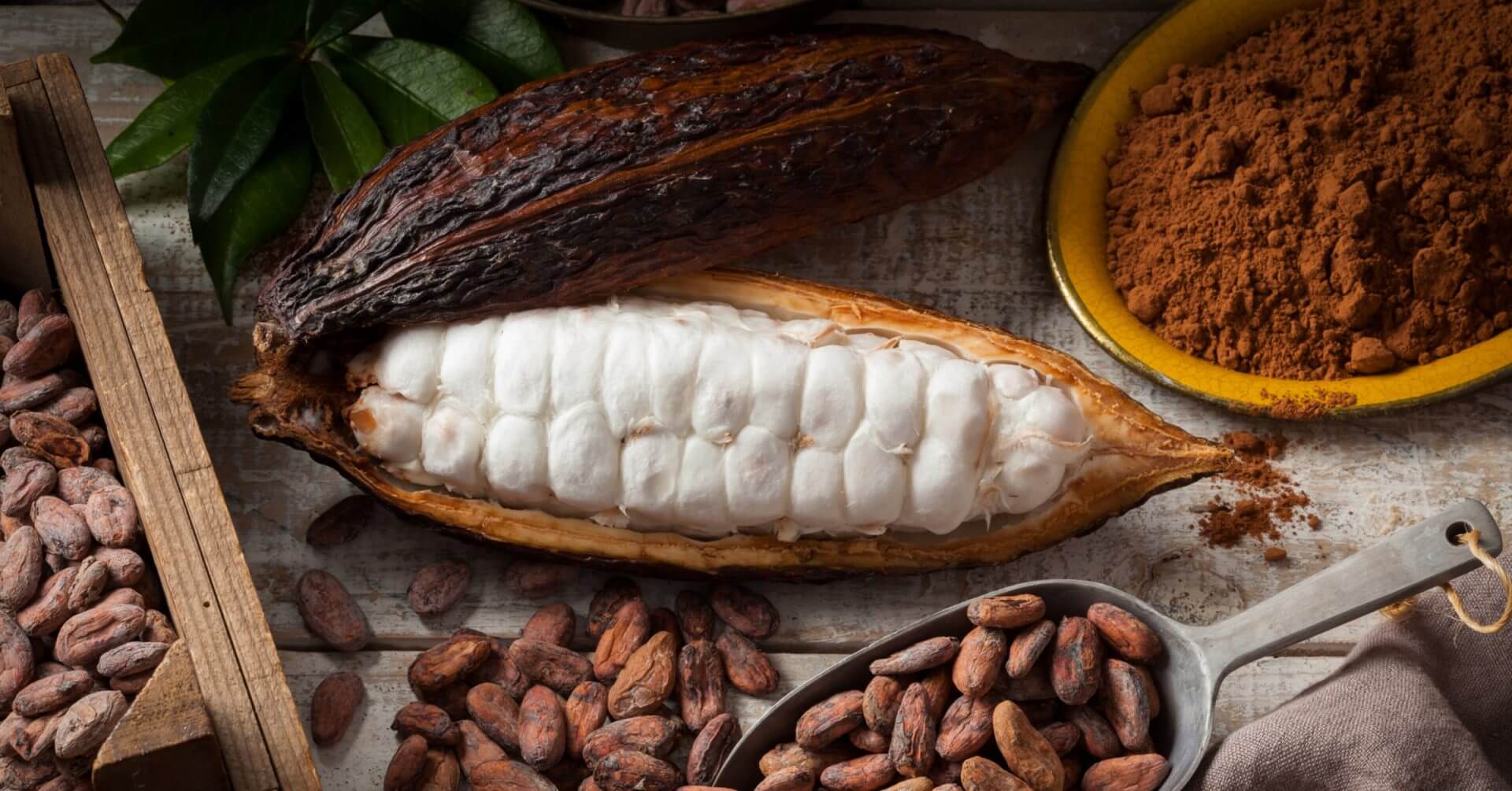 open cacao pod, dried beans, and powder in a yellow bowl—perfect for iligan’s national cacao congress display.