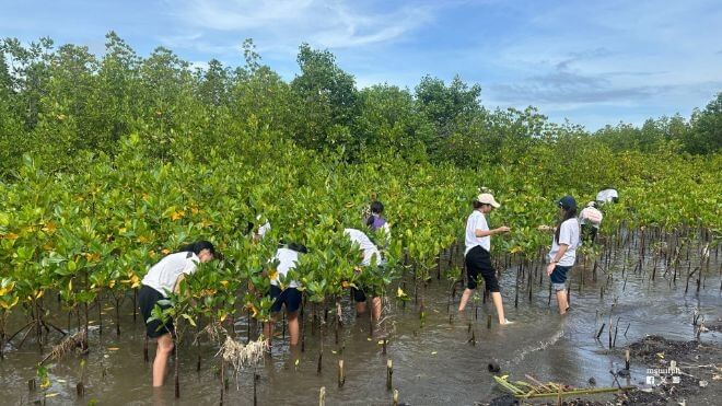 children wearing white shirts plant mangroves in shallow, muddy water under a blue sky with scattered clouds.