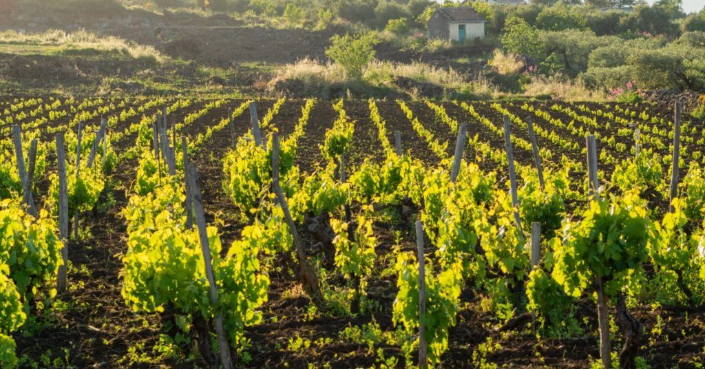 rows of grapevines in a sunlit vineyard, a must visit spot featured in our mindanao travel guide.