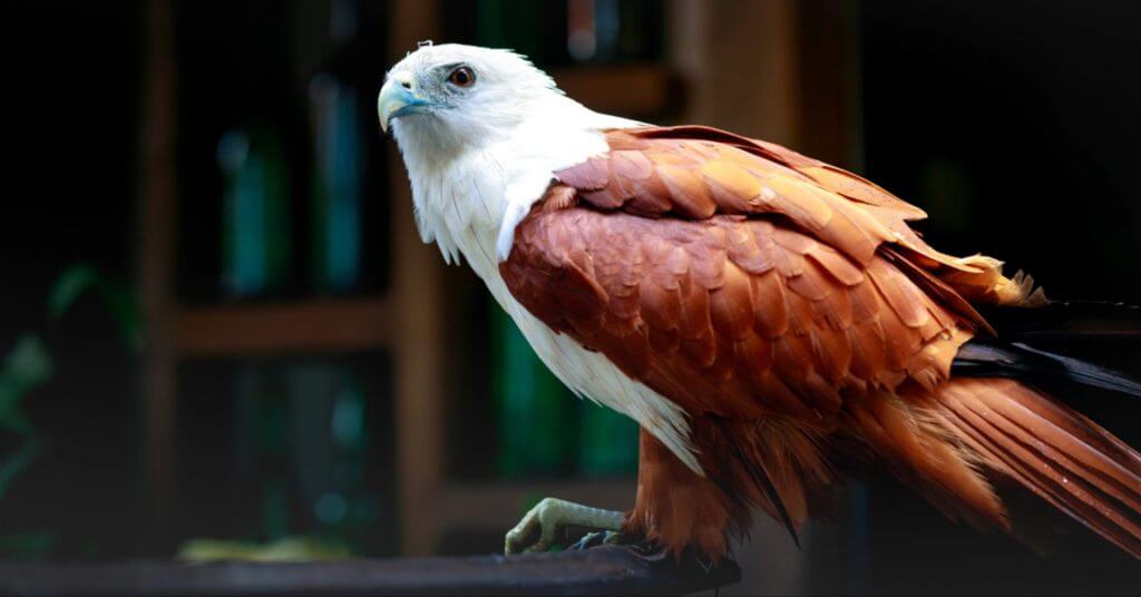 a brahminy kite with white head and chestnut wings perches, a symbol of mindanao travel’s must visit spots.