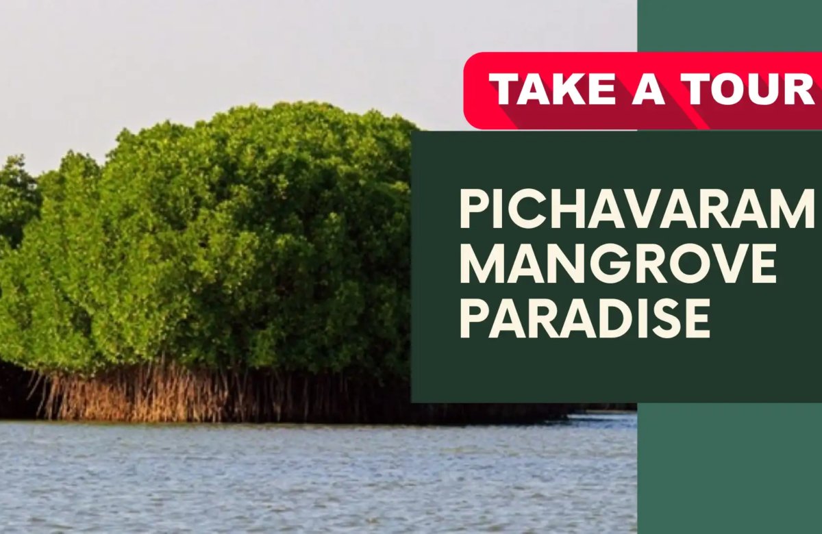  Pichavaram: A Mesmerizing Mangrove Paradise