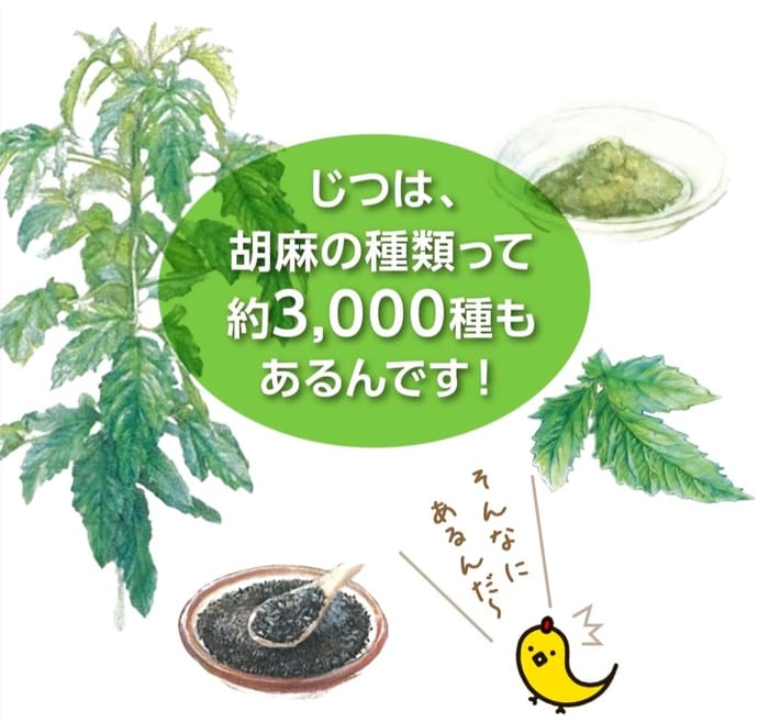 ゴマの植物、葉、ゴマ粉の皿、黒ゴマのボウルのイラスト。日本語の吹き出しには、ゴマには約3, 000種類あると書かれています。黄色い鳥は、青襄 (いきいきせいじょう)