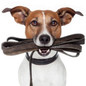 Suministros para mascotas