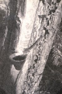 Chaque résinier peut s’occuper de 5 000 arbres