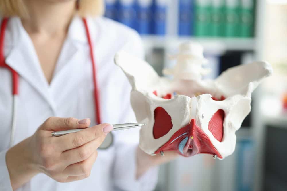 doctor gynecologist showing layout female pelvis with muscles closeup