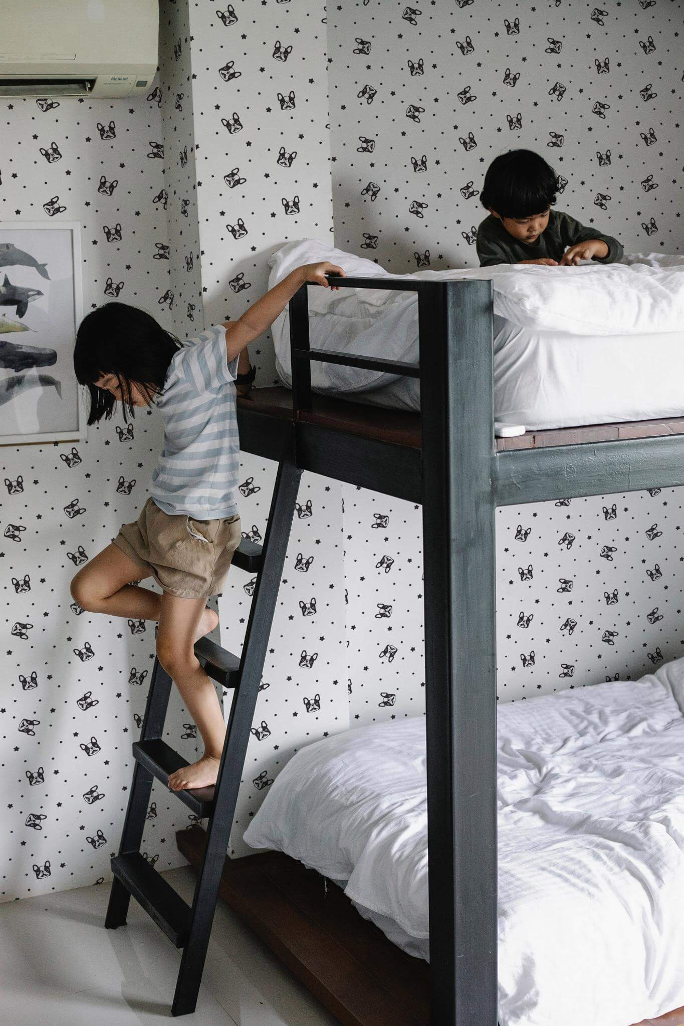 French bulldog Wallpaper - Image 4