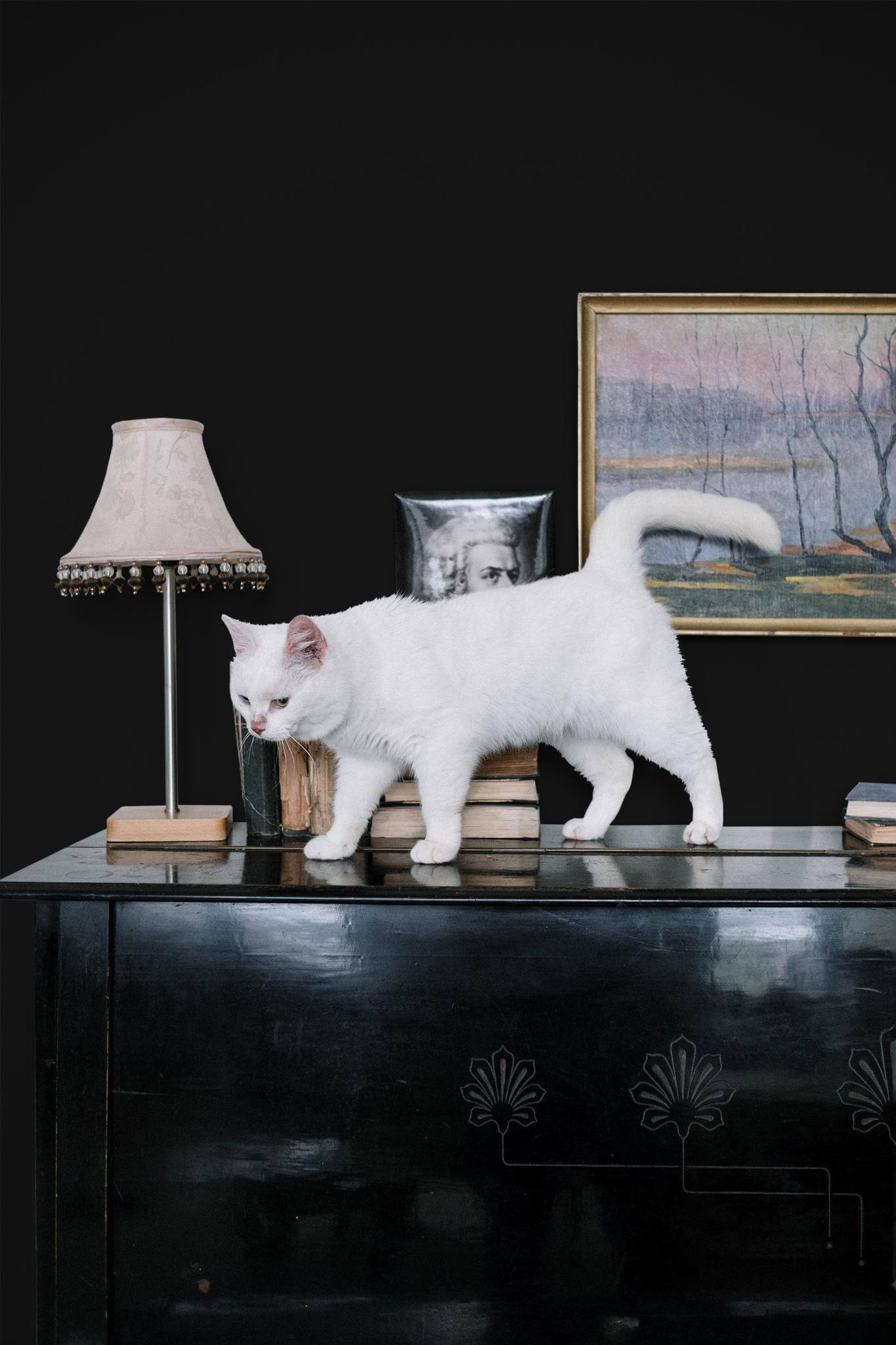 Black solid color Wallpaper