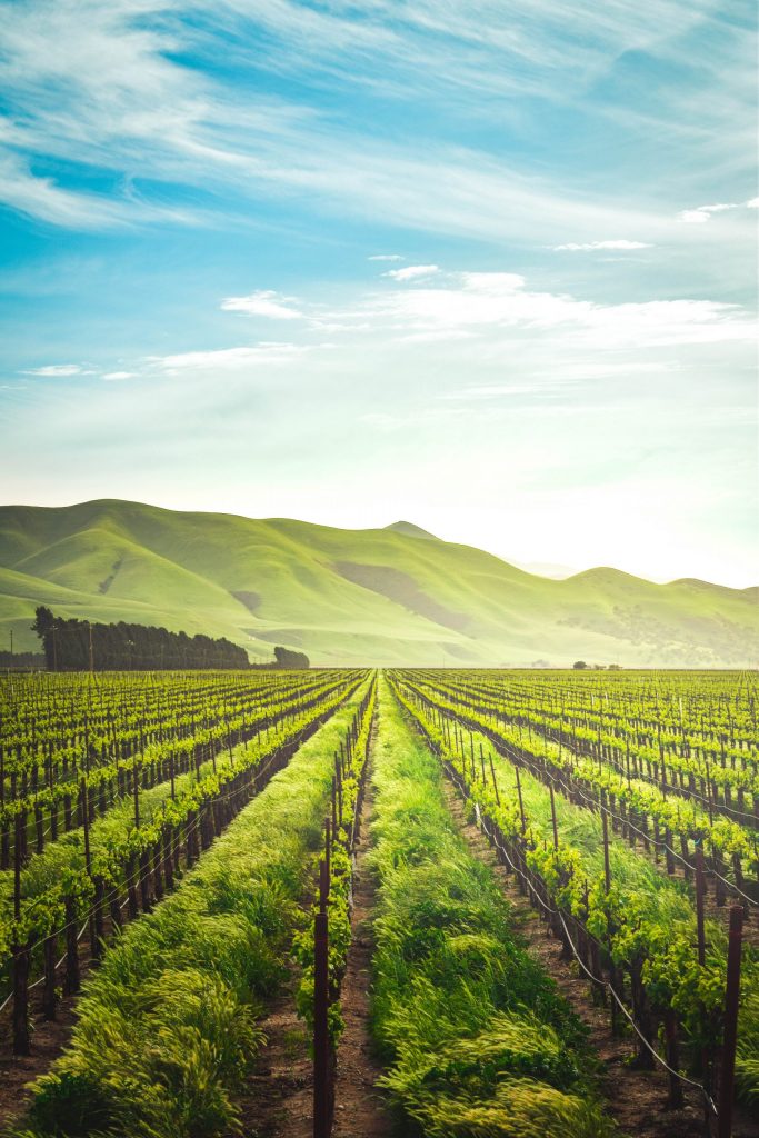 Vineyard Saporalia
