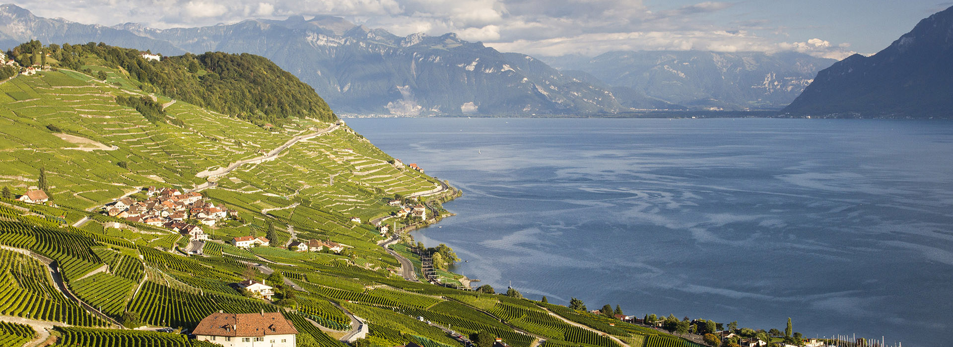 Vue panoramique sur les vignobles en terrasses du Lavaux
