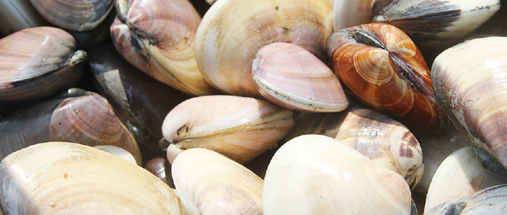 たくさんの蛤