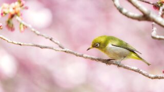 運命、カルマ、そして自己変革・クリヤーヨーガの光が照らす人生の道