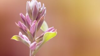 運命は変えられる!カルマの法則を理解し、最高の人生を創造する自己探求の旅