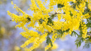 パラマハンサ・ヨガナンダ・ヨガの智慧：無執着が解き放つ、無限の活力と真の幸福