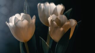 ババジのクリヤヨガ奥義：5つの実践が導く自己統合と幸福・解脱