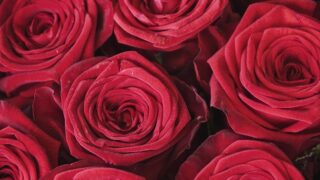 なぜ成功者は赤いパンツを履く？金運と仕事運を上げる科学的な開運術