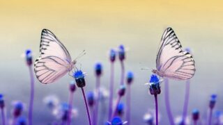 バタフライエフェクトのスピリチュアルな意味。小さな行動が未来を変える