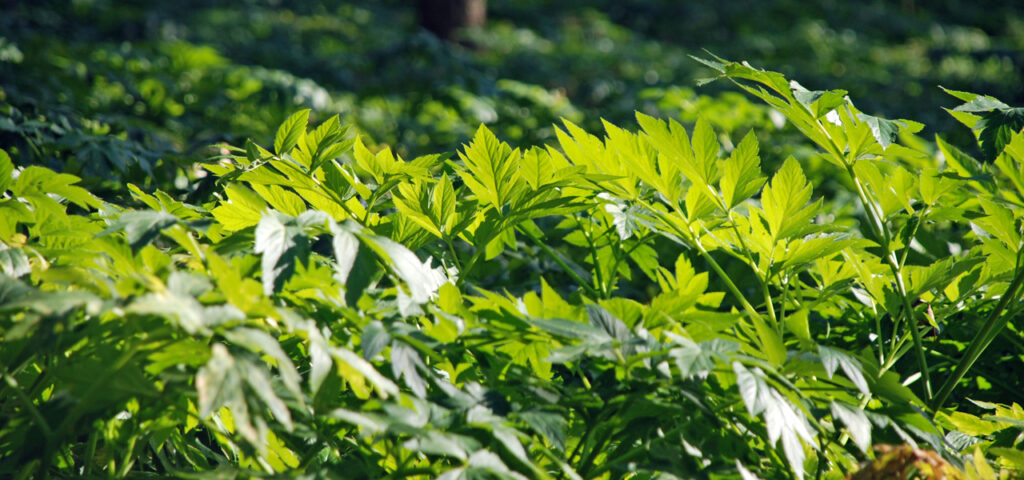 伊豆大島・明日葉