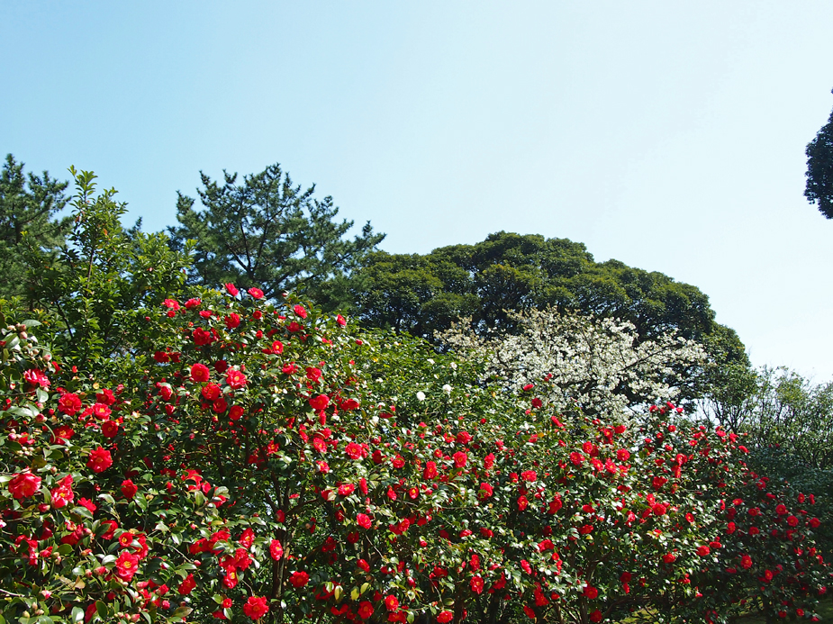 伊豆大島パーク・ツバキ