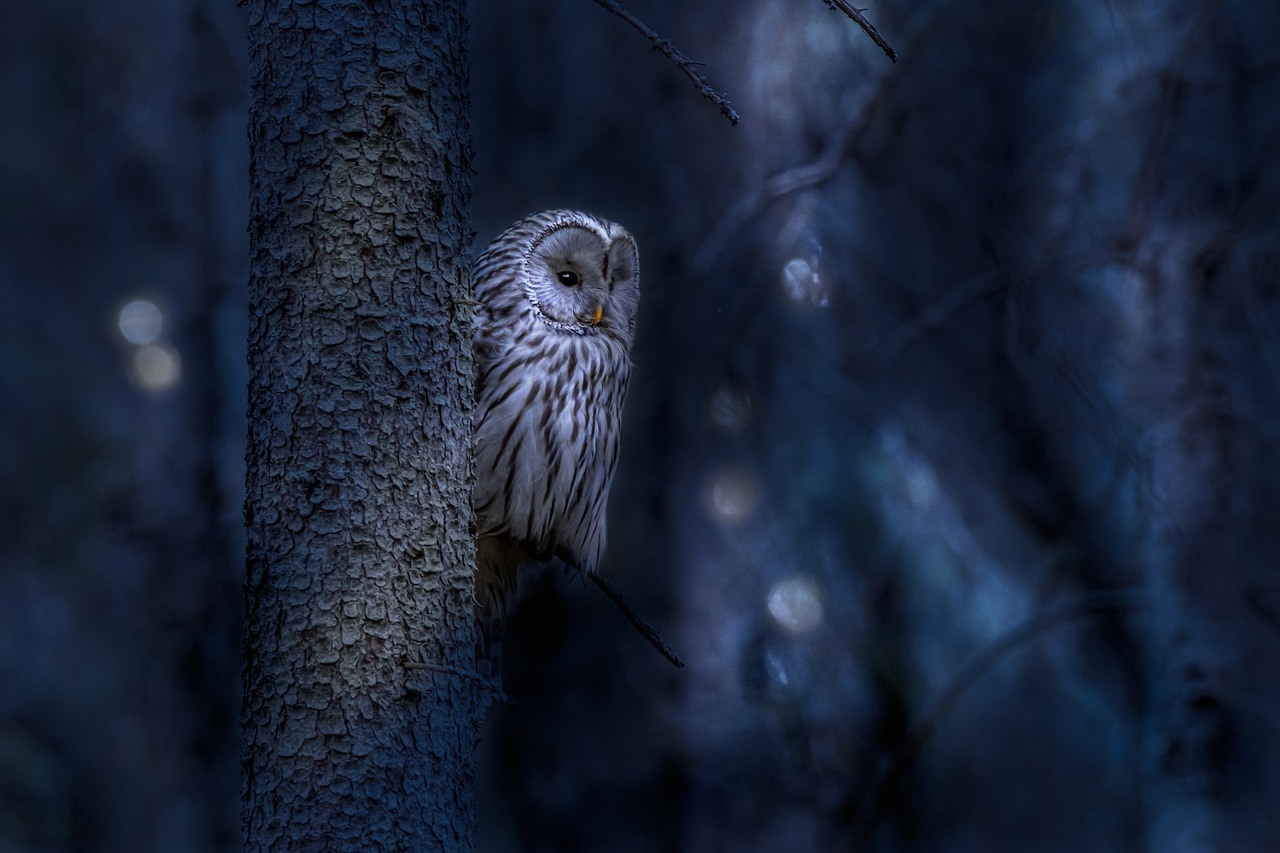 Ural Owl 6