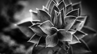 【死別後の心の癒しと再生】愛する人との絆を永遠に：スピリチュアルな視点