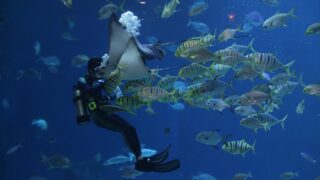 水族館デートはプロポーズの前触れ？彼の誘いに隠された真の男性心理とは