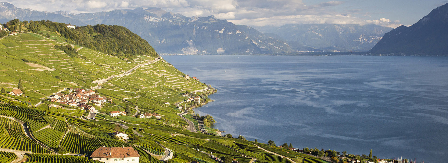 Scenic View Of The Terraced Vineyards Of Le Lavaux