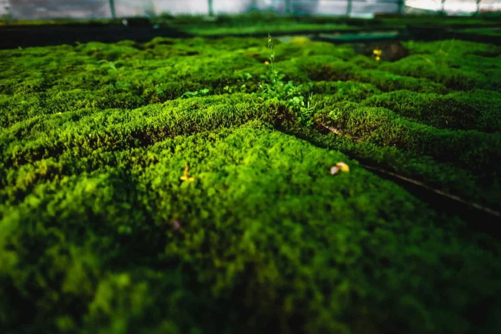 Mousse-dans-Mosshalle-Proche-avec-Halm