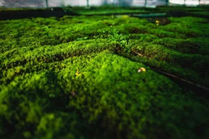 Mousse-dans-Mosshalle-Proche-avec-Halm