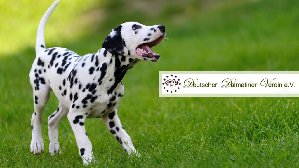 blogposts-regionalheld-ddv-ev