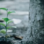 A wedge green plant growing out of the ground near a tree.