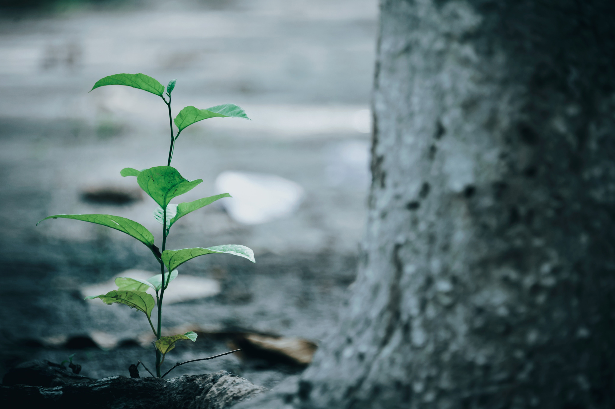A wedge green plant growing out of the ground near a tree.