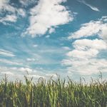 A field with green grass and fluffy clouds in the sky, contributing to a Carbon Footprint.