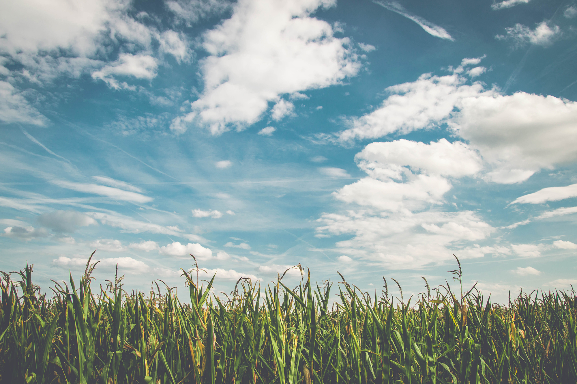 A field with green grass and fluffy clouds in the sky, contributing to a Carbon Footprint.