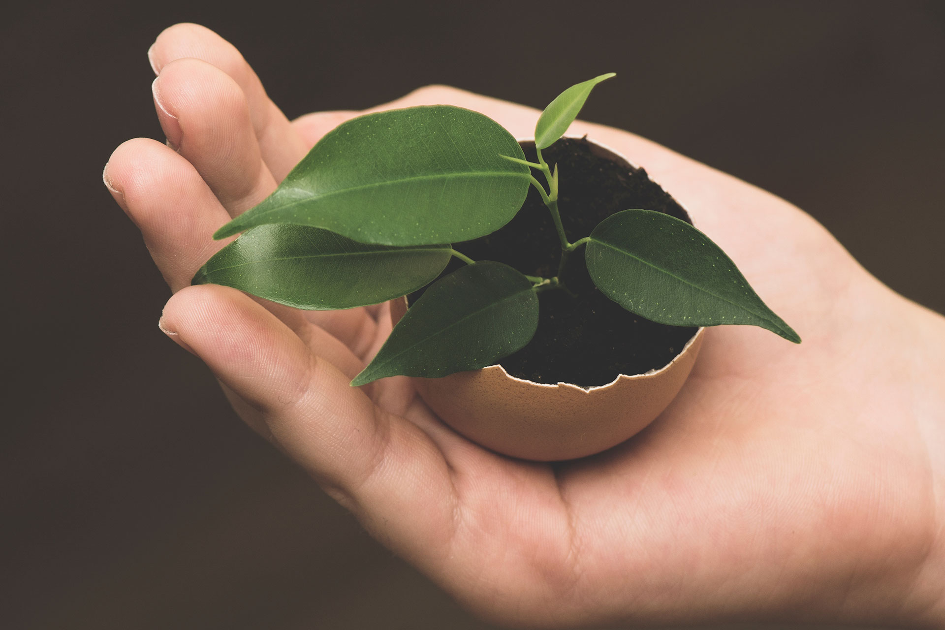 A hand holding an eco-friendly egg with a plant coming out of it, with a focus on offsetting the carbon footprint.
