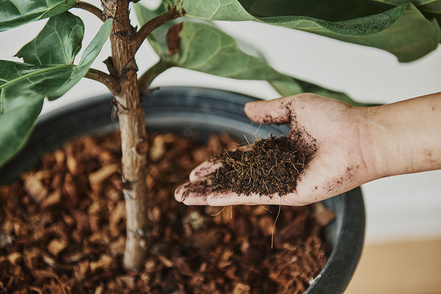 The hand of a person holding soil in a potted plant.